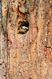 Image. Kokardenspecht