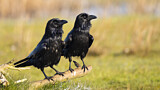 Image. Kolkrabe
