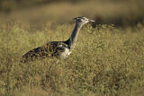 Image. Kori Bustard