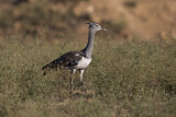 Image. Kori Bustard