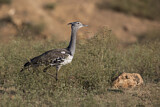 Image. Kori Bustard