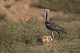 Image. Kori Bustard