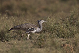 Image. Kori Bustard