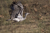 Image. Kori Bustard