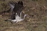 Image. Kori Bustard