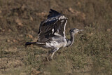 Image. Kori Bustard