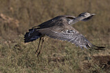 Image. Kori Bustard