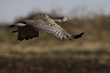 Image. Kori Bustard