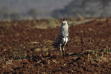 Image. Kori Bustard