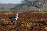 Image. Kori Bustard