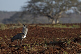 Image. Kori Bustard
