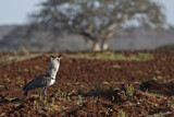 Image. Kori Bustard