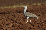 Image. Kori Bustard