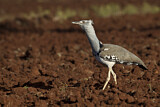 Image. Kori Bustard