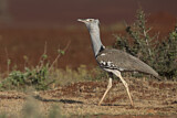 Image. Kori Bustard