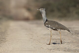 Image. Kori Bustard