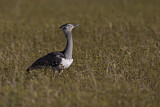 Image. Kori Bustard