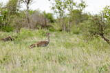 Image. Kori Bustard