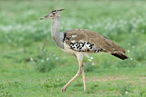 Image. Kori Bustard