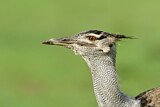 Image. Kori Bustard