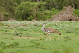 Image. Kori Bustard