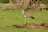 Image. Kori Bustard