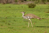 Image. Kori Bustard
