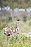 Image. Kori Bustard