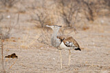 Image. Kori Bustard