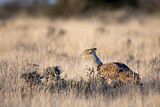 Image. Kori Bustard