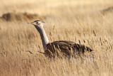 Image. Kori Bustard