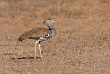 Image. Kori Bustard
