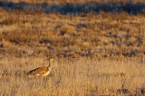 Image. Kori Bustard