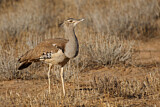 Image. Kori Bustard