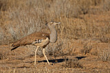 Image. Kori Bustard