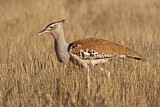 Image. Kori Bustard