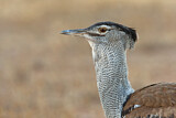 Image. Kori Bustard