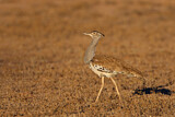 Image. Kori Bustard
