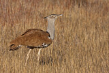 Image. Kori Bustard