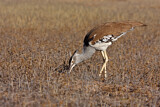 Image. Kori Bustard