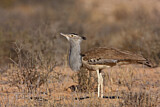 Image. Kori Bustard