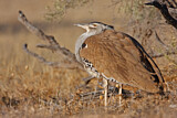 Image. Kori Bustard