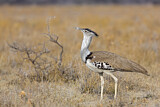 Image. Kori Bustard