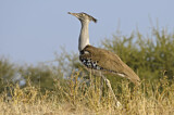 Image. Kori Bustard