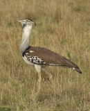 Image. Kori Bustard