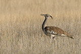Image. Kori Bustard