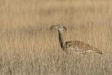 Image. Kori Bustard