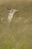 Image. Kori Bustard