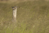Image. Kori Bustard
