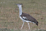 Image. Kori Bustard